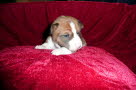 Adina 18 Tage