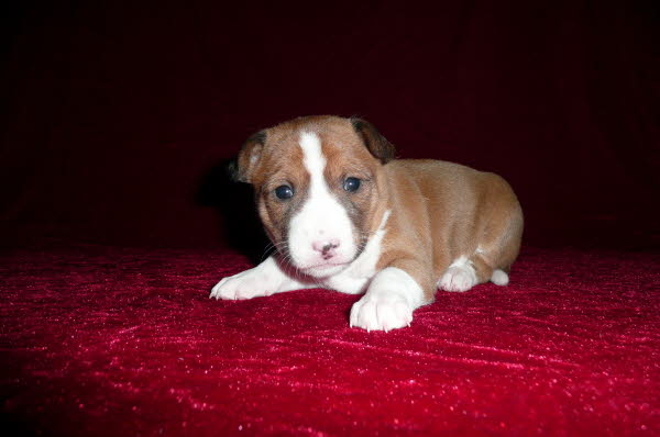 Adina 24 Tage.