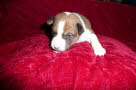 Anubis 18 Tage