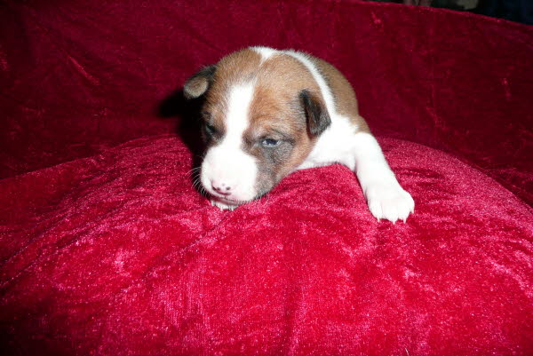 Anubis 18 Tage