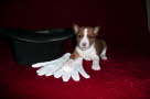 Anubis 30 Tage.