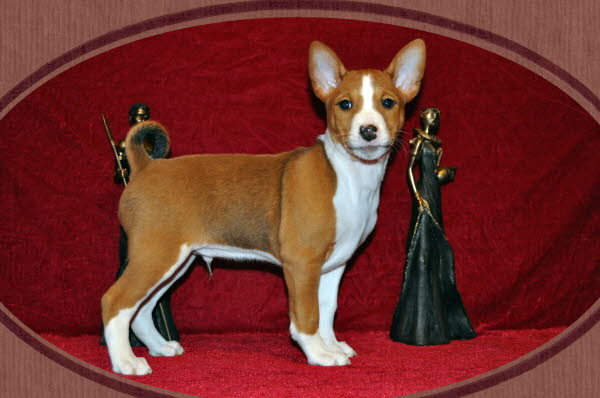 Anubis  8 Wochen